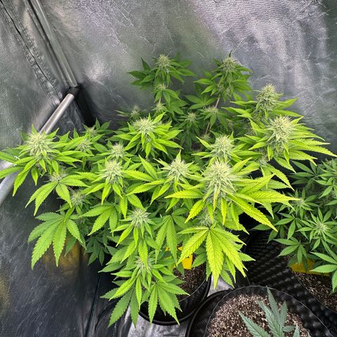 Gorilla Banana growlog timeline photo