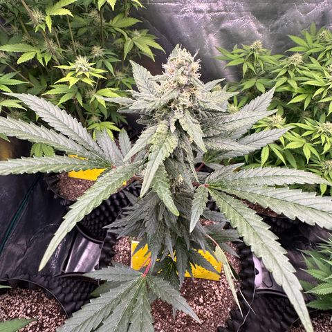 Blueberry Kush growlog timeline photo