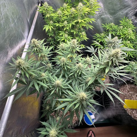 Gorilla Rainbow growlog timeline photo
