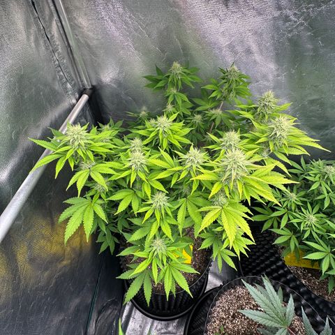 Gorilla Banana growlog timeline photo