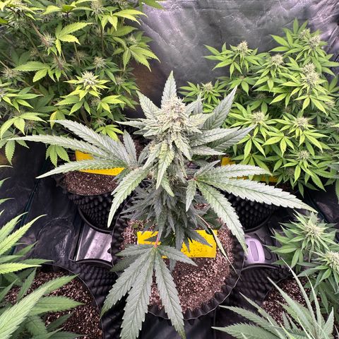Blueberry Kush growlog timeline photo