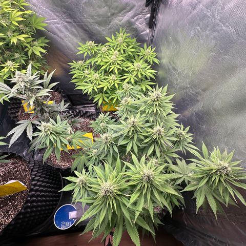 White Gorilla growlog timeline photo