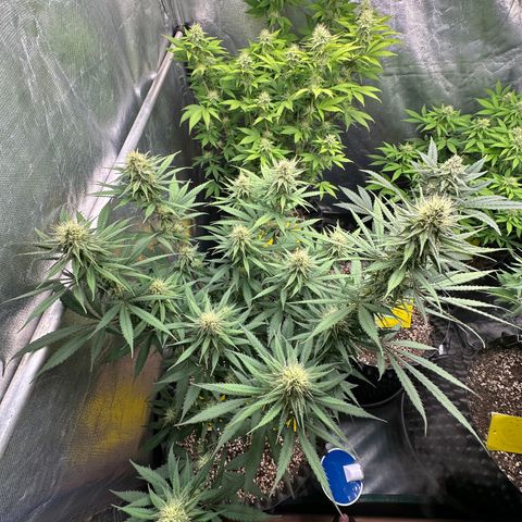 Gorilla Rainbow growlog timeline photo