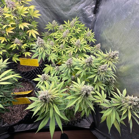 White Gorilla growlog timeline photo