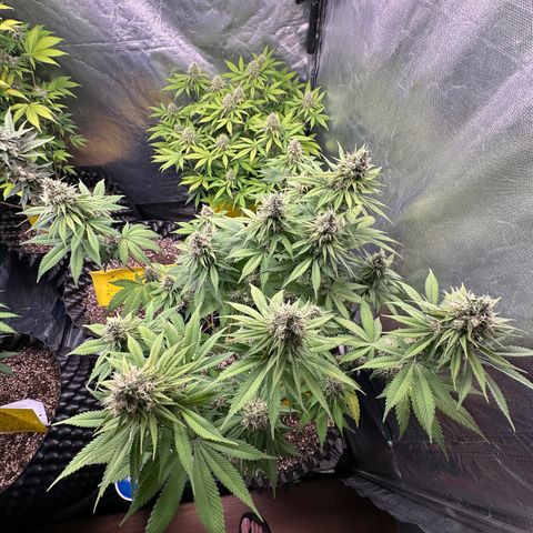 White Gorilla growlog timeline photo