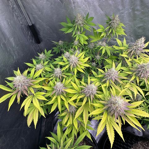 Gorilla Banana growlog timeline photo