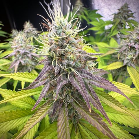 Gorilla Banana growlog timeline photo