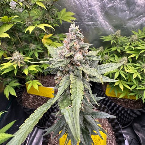 Blueberry Kush growlog timeline photo