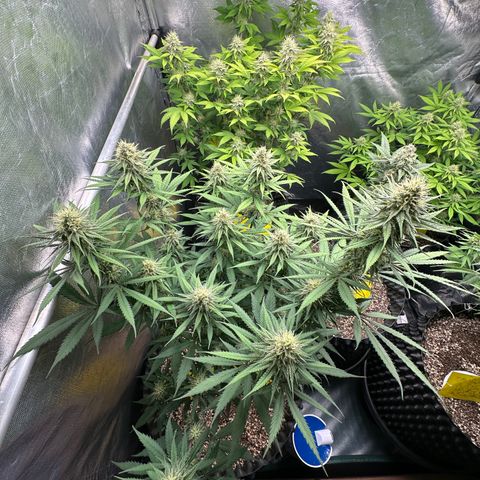 Gorilla Rainbow growlog timeline photo