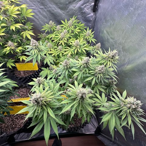 White Gorilla growlog timeline photo