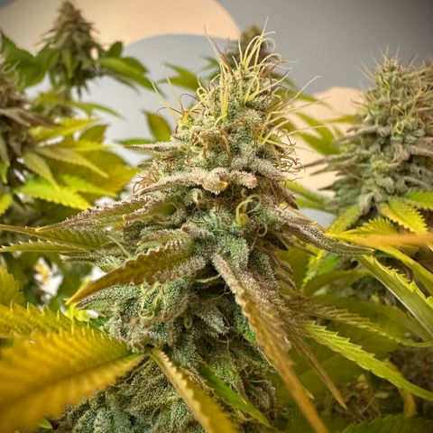 Gorilla Banana growlog timeline photo