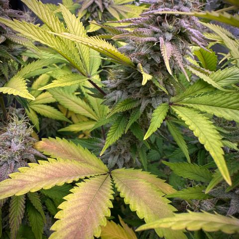 Gorilla Banana growlog timeline photo