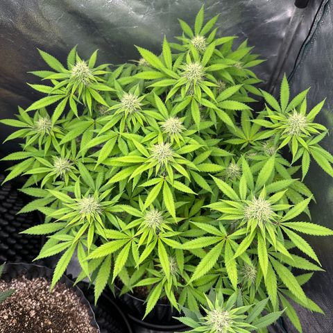 Gorilla Ghost growlog timeline photo