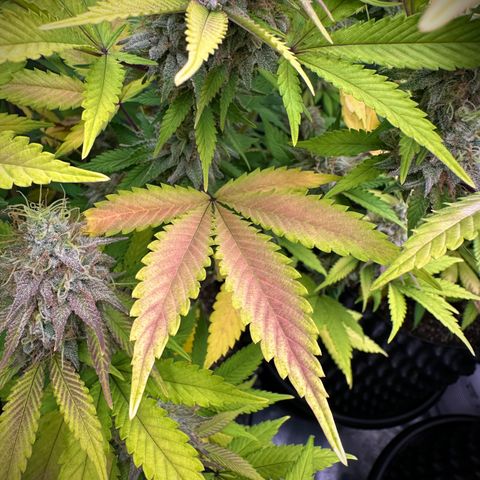 Gorilla Banana growlog timeline photo