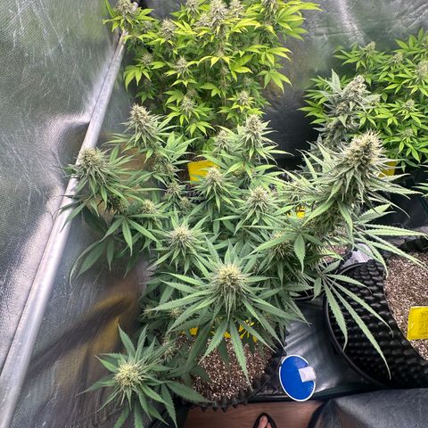 Gorilla Rainbow growlog timeline photo