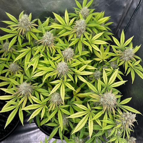 Gorilla Ghost growlog timeline photo