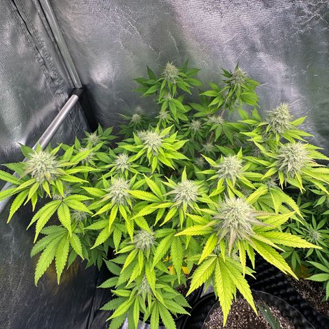 Gorilla Banana growlog timeline photo