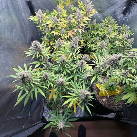 Gorilla Rainbow growlog timeline photo