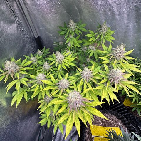 Gorilla Banana growlog timeline photo