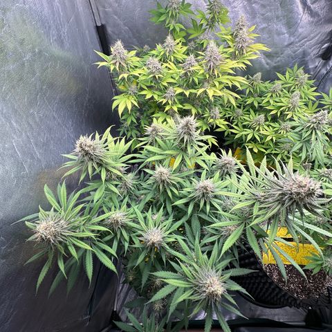 Gorilla Rainbow growlog timeline photo