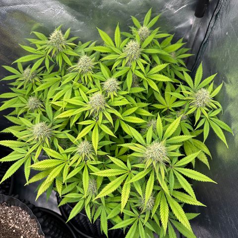 Gorilla Ghost growlog timeline photo
