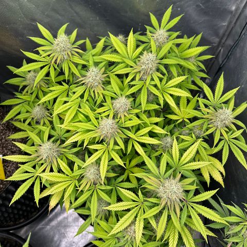 Gorilla Ghost growlog timeline photo