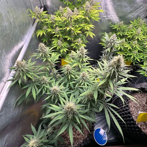 Gorilla Rainbow growlog timeline photo