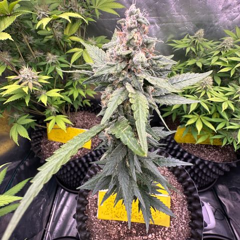 Blueberry Kush growlog timeline photo