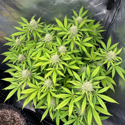 Gorilla Ghost growlog timeline photo