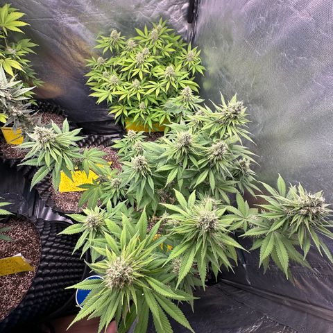 White Gorilla growlog timeline photo