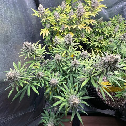 Gorilla Rainbow growlog timeline photo