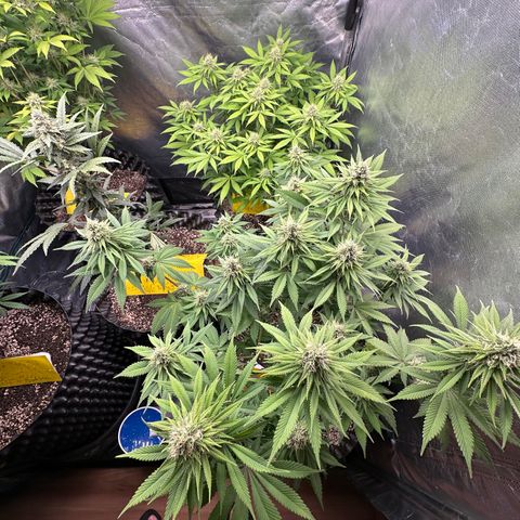 White Gorilla growlog timeline photo