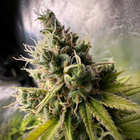 White Gorilla growlog timeline photo