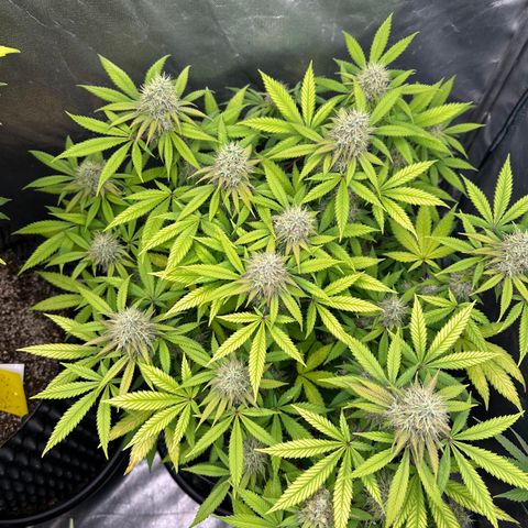 Gorilla Ghost growlog timeline photo
