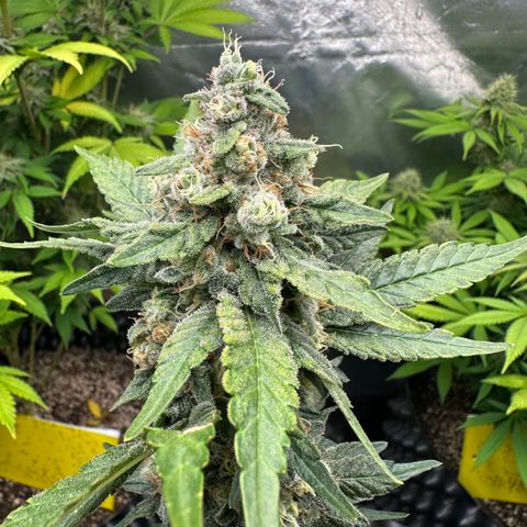 Blueberry Kush growlog timeline photo