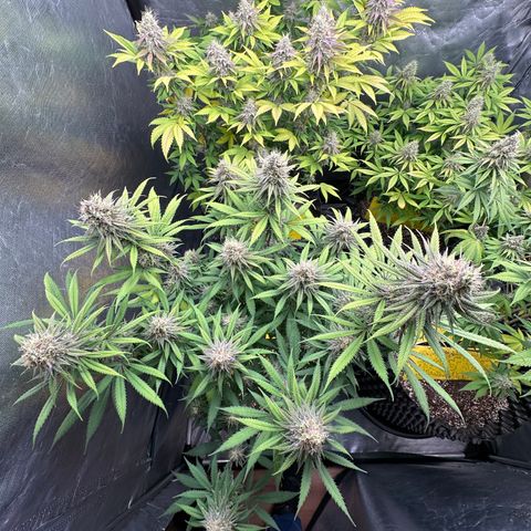 Gorilla Rainbow growlog timeline photo