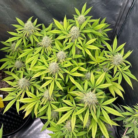 Gorilla Ghost growlog timeline photo