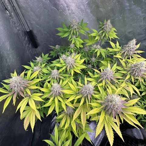 Gorilla Banana growlog timeline photo