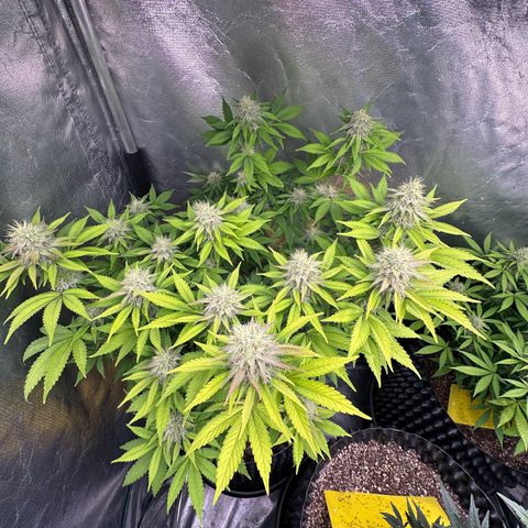Gorilla Banana growlog timeline photo