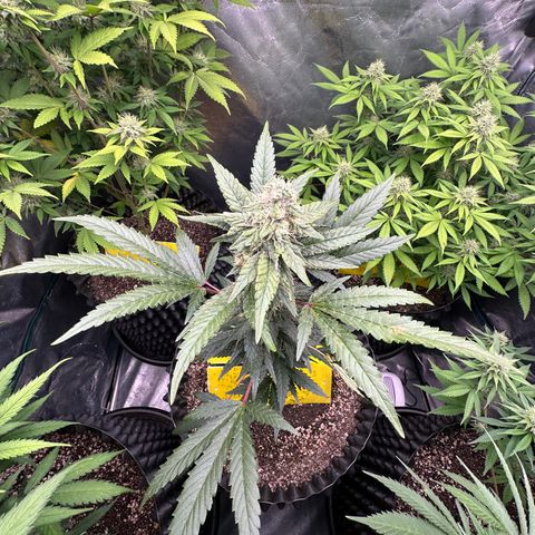 Blueberry Kush growlog timeline photo