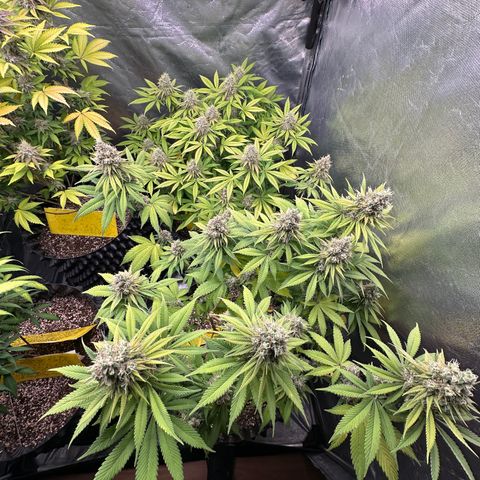 White Gorilla growlog timeline photo