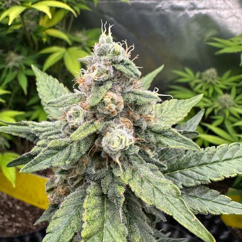 Blueberry Kush growlog timeline photo