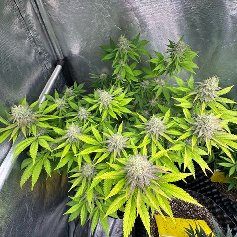 Gorilla Banana growlog timeline photo