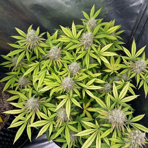 Gorilla Ghost growlog timeline photo