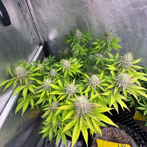 Gorilla Banana growlog timeline photo