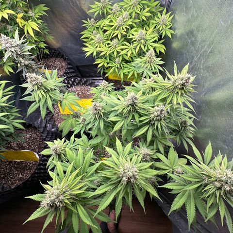 White Gorilla growlog timeline photo