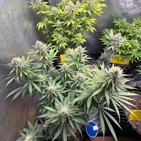 Gorilla Rainbow growlog timeline photo