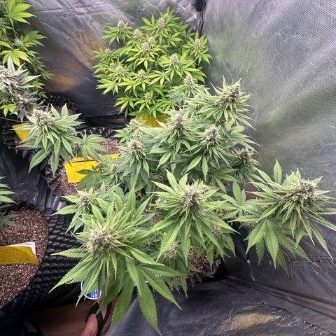 White Gorilla growlog timeline photo