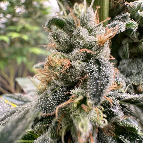 Blueberry Kush growlog timeline photo