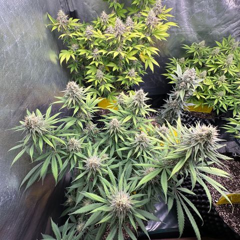 Gorilla Rainbow growlog timeline photo